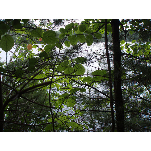 Lake and trees