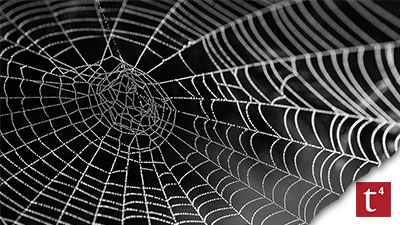 spiders web