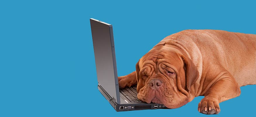 Dog leaning on a laptop
