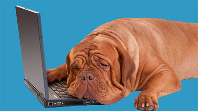dog leaning on laptop