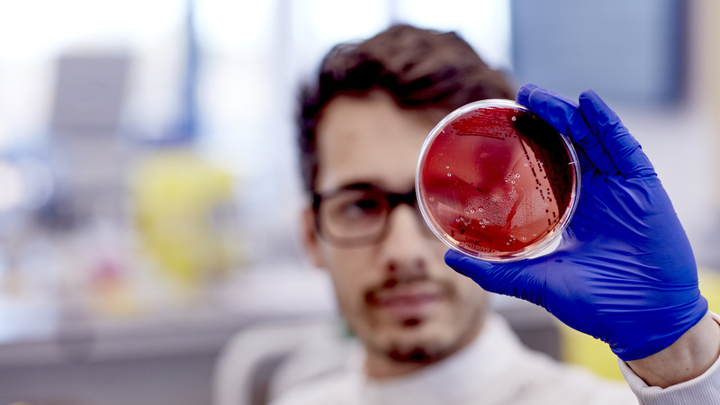 A male student holding up a red petri dish