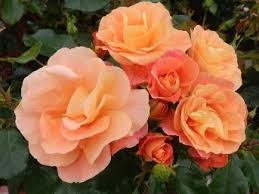 peach-coloured rose