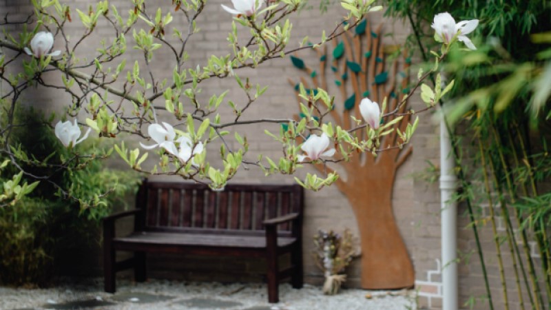 An empty bench surrounded by trees