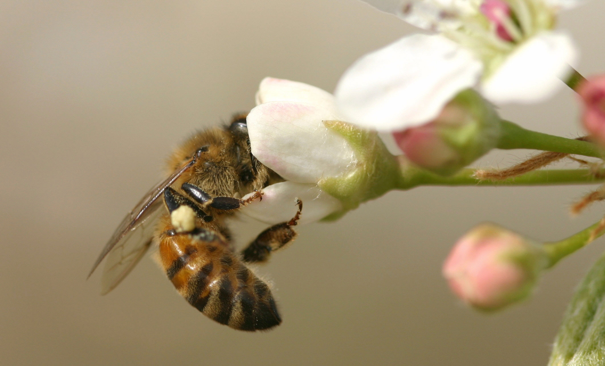 bee on flower