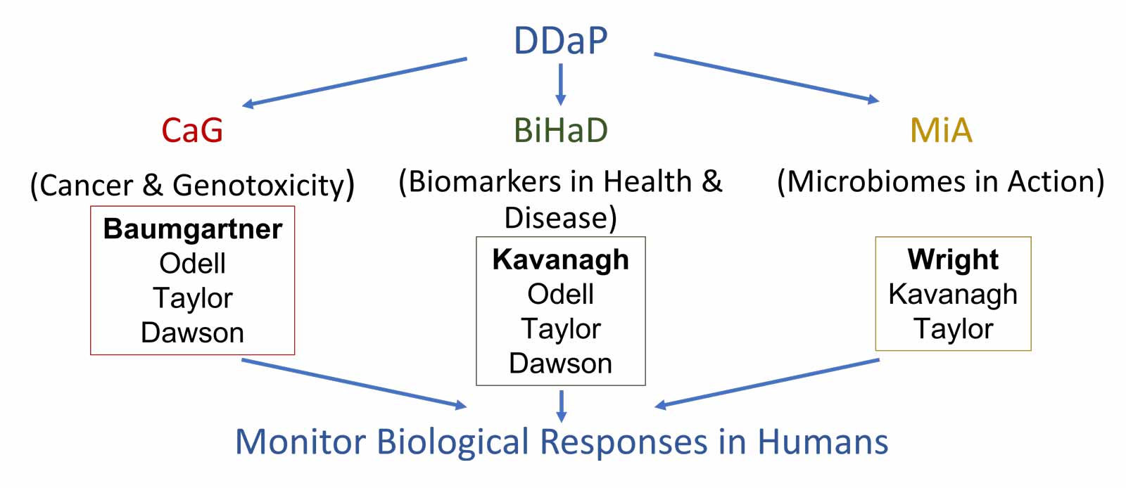 Diagram showing 3 strands of research activity. The 3 strands are Biomarkers in Health and Disease, Cancer and Genotoxicity and Micobiomes in Action. These 3 strands come together to monitor biological responses in humans.