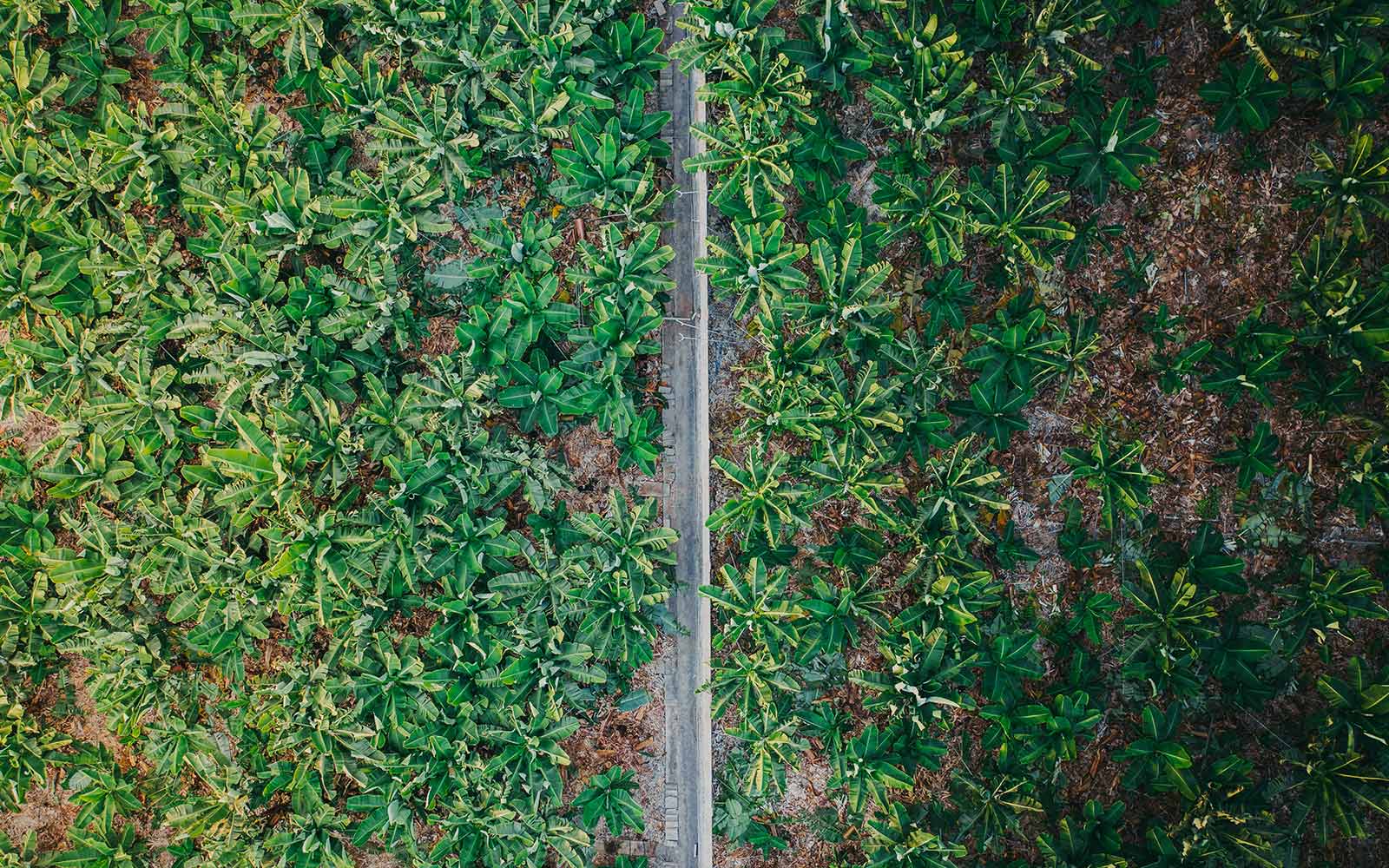An aerial view of a banana plantation with a road through the centre