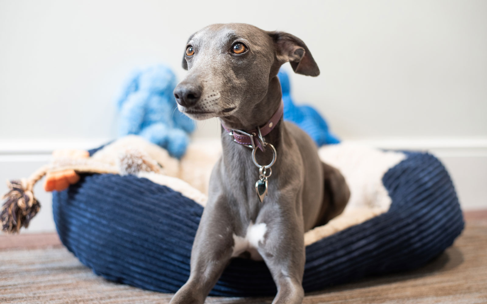 Therapy dog, Blue, lying in dog bed