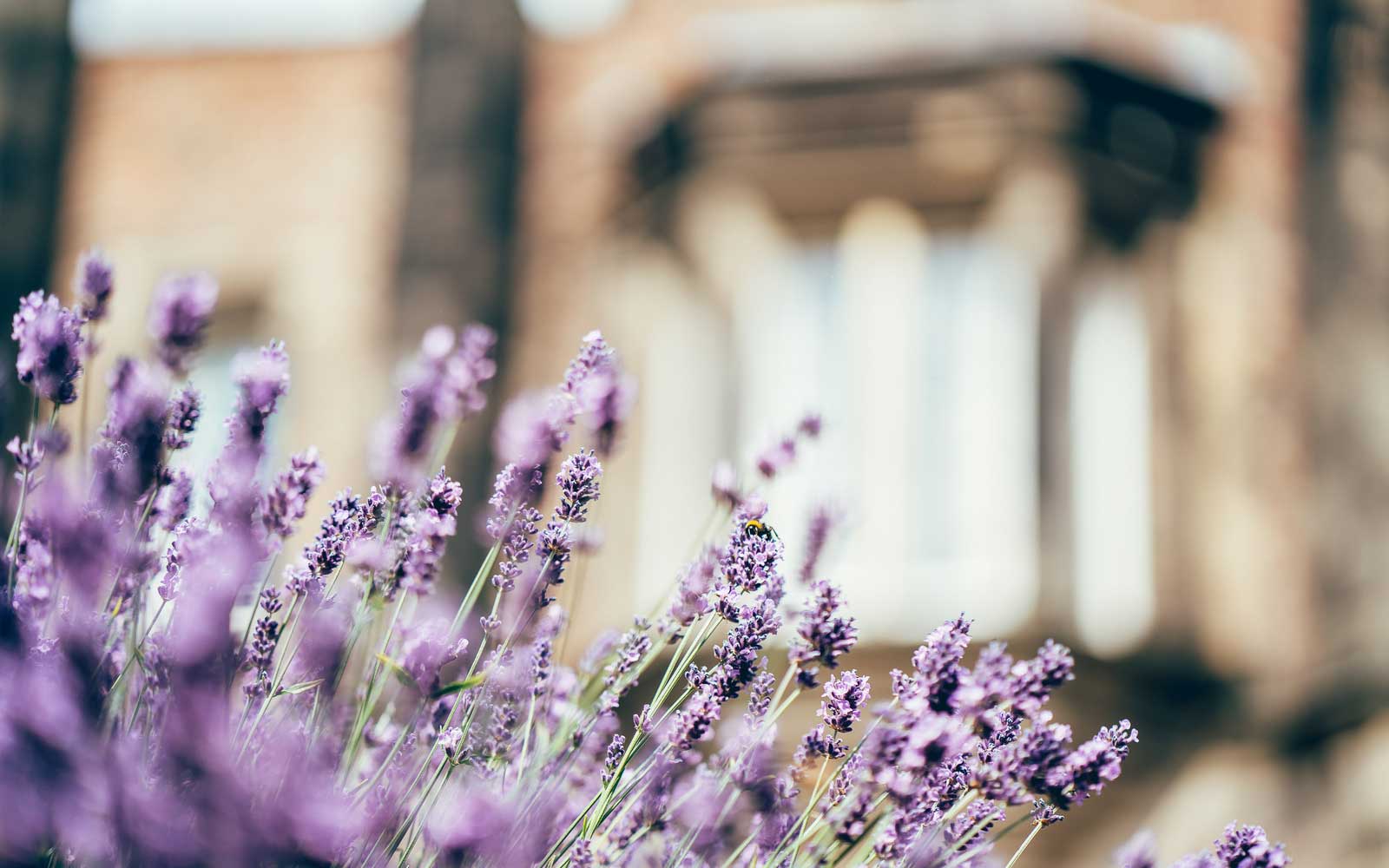 Close-up of a bee on a lavender plant outside the Lord Mayor's Walk building on campus.