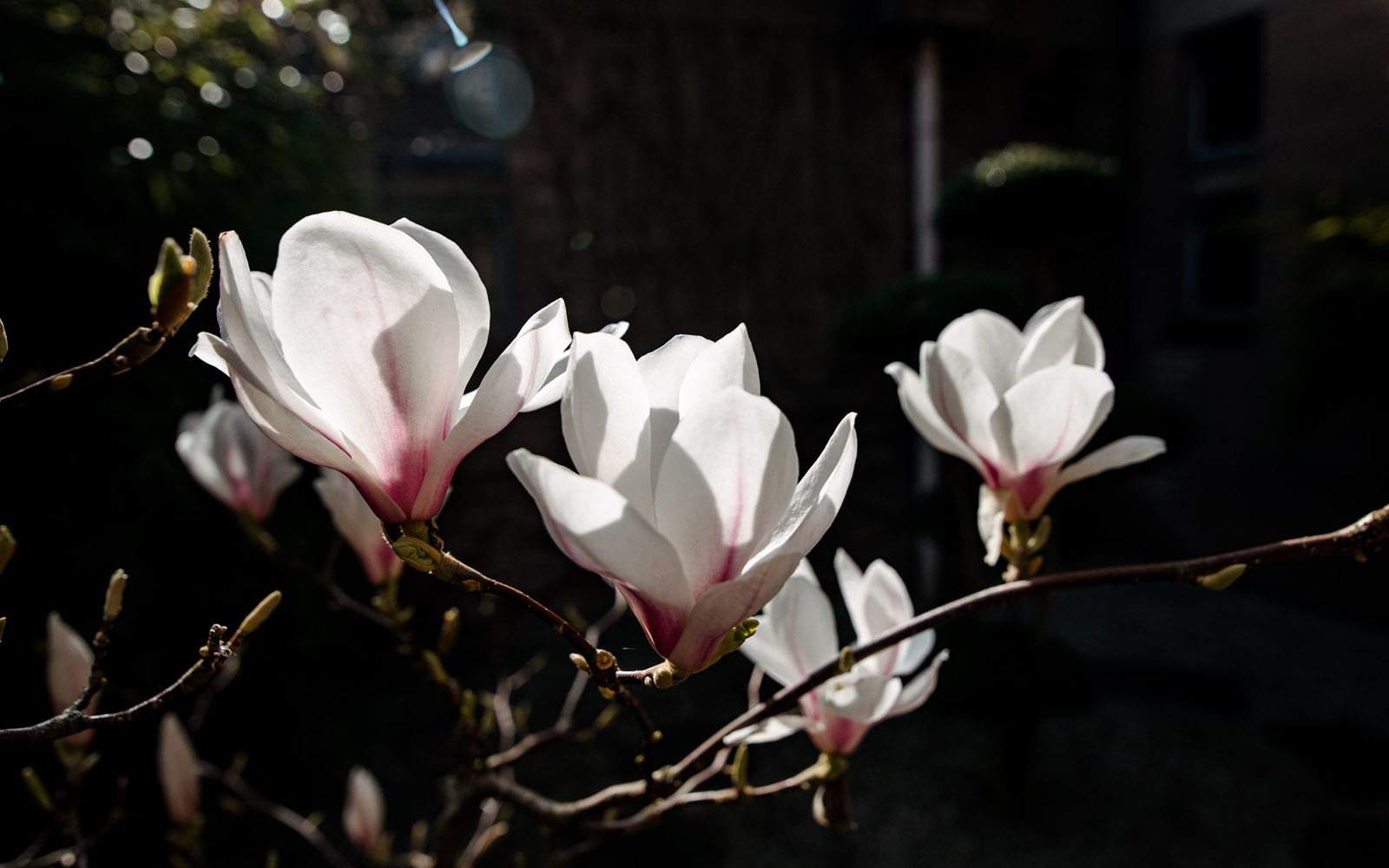 Blossom on tree in the Peace Garden