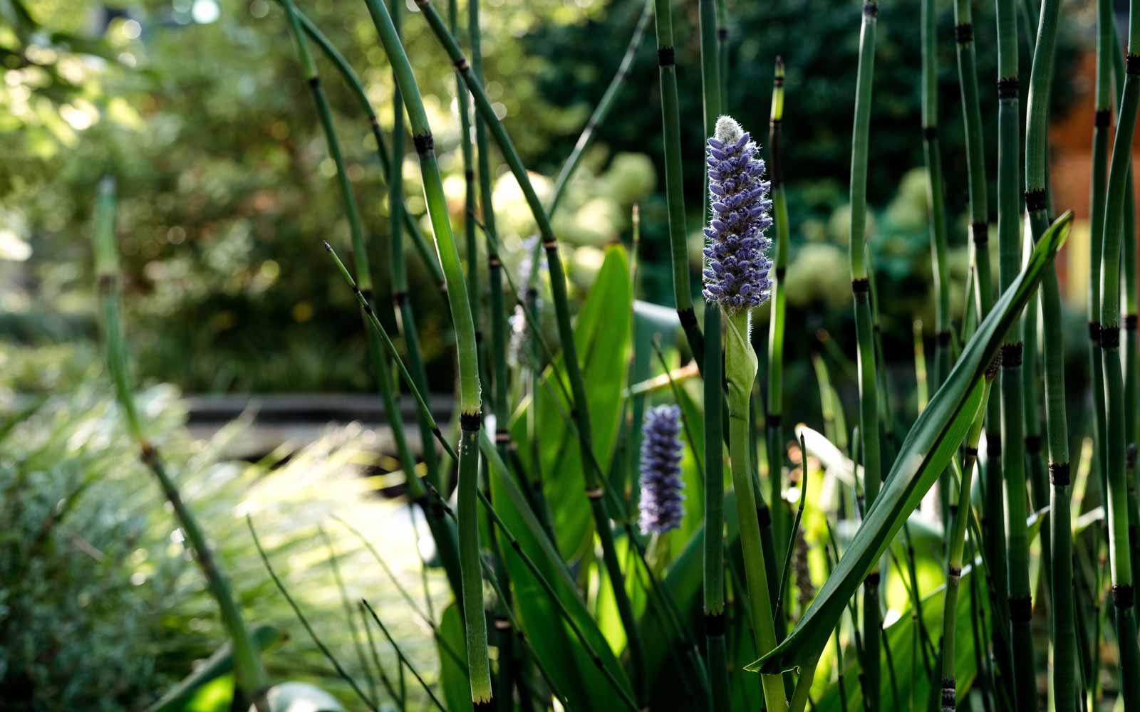 Lavender plant on our London campus.