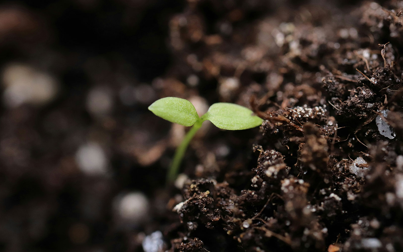 Seedling with two tiny leaves emerging from soil