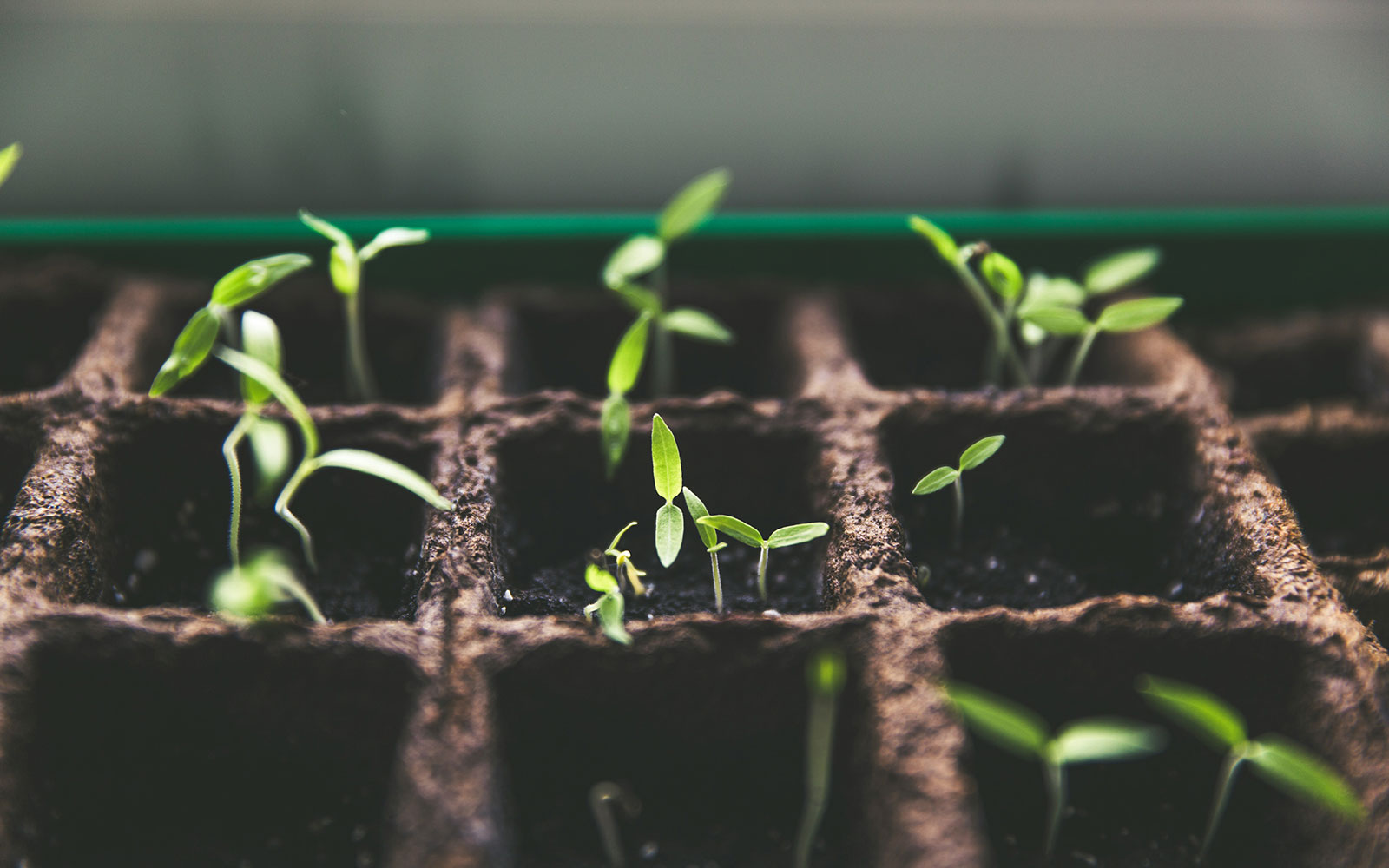 Close up of seedlings growing in tray