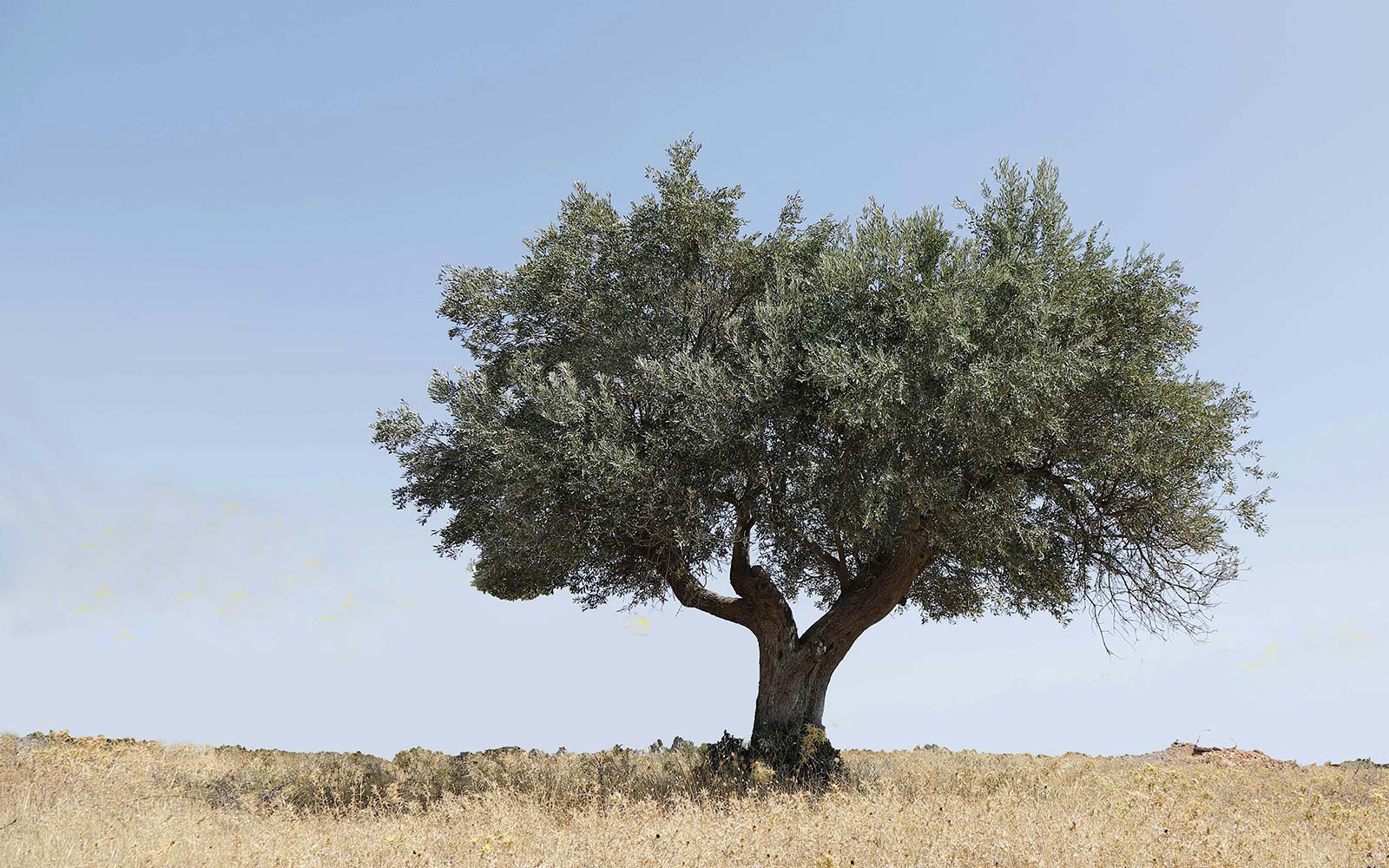 Tree in field with blue sky