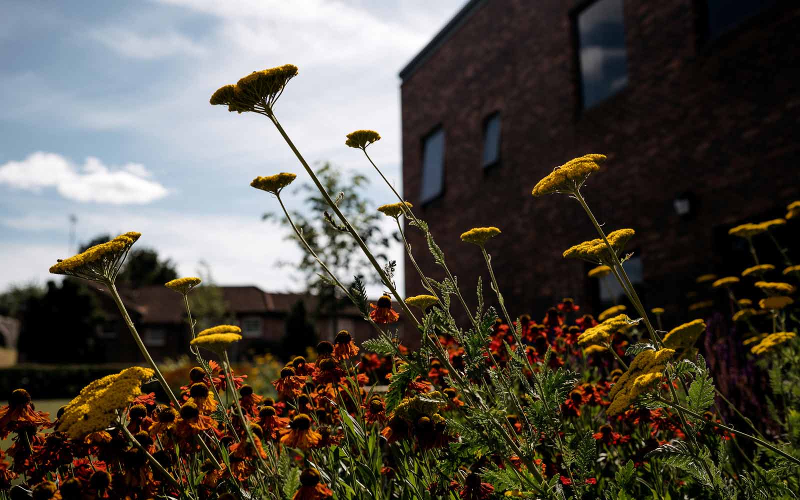 Orange and yellow wildflowers on York campus