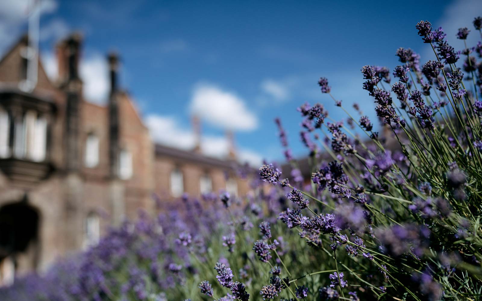 Bank of lavender in flower in front of campus building on Lord Mayors Walk