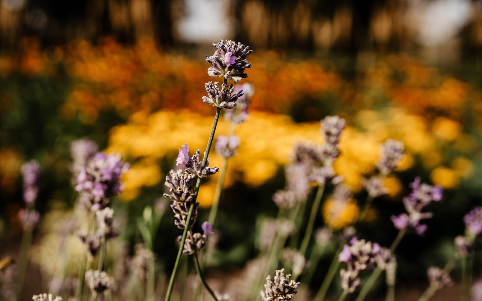 Close up of flowers on campus