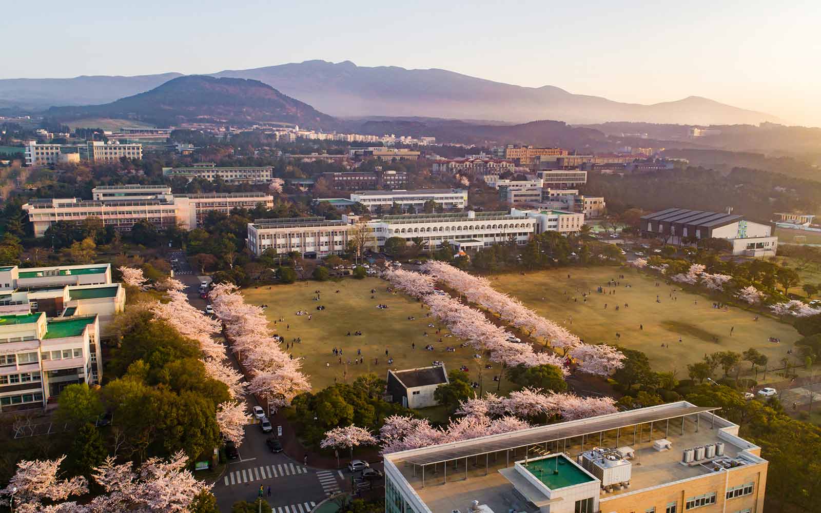 Aerial view of Jeju National University campus with green spaces and cherry blossoms.
