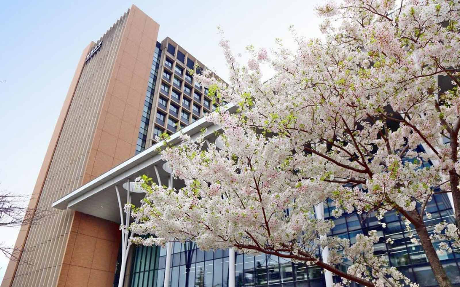 Meiji University campus buildings with cherry blossom trees in foreground, Tokyo, Japan.
