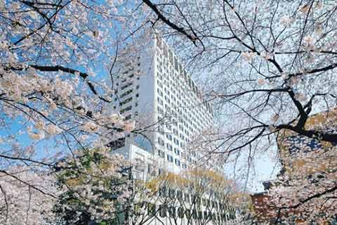 Modern building surrounded by cherry blossom trees on Sophia University campus.