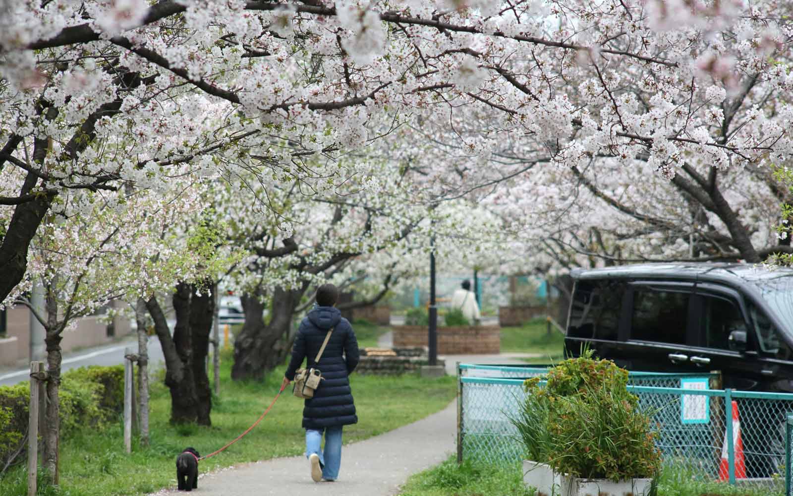 Woman walking through cherry blossoms in Chiba, Japan. Photo by Vanja Milicic on Unsplash.
