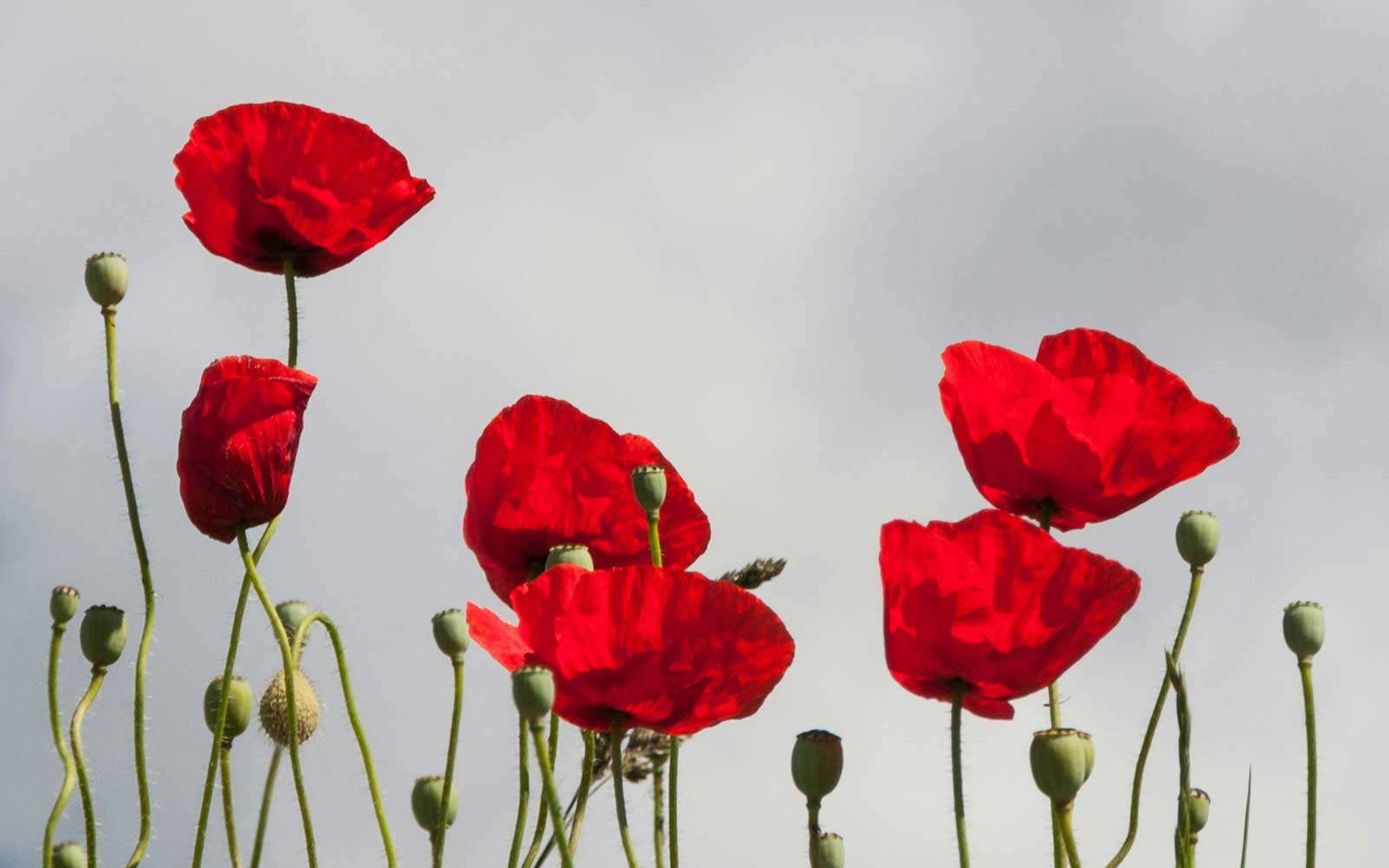 Red poppies against a cloudy sky. Photo by Travis Leery on Unsplash.