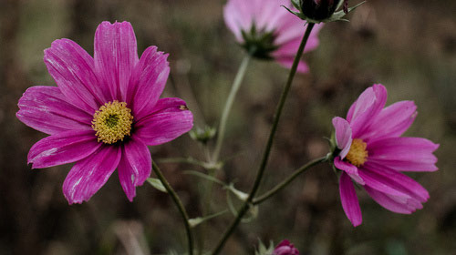 Close up of pink flowers on campus.
