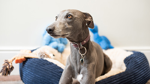 Blue the therapy dog looking up from his bed