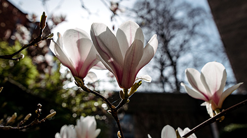 Blossom on the Peace Tree in the Peace Garden