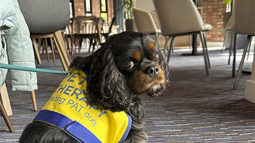 Jaffa the therapy dog