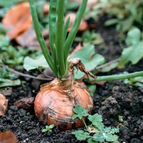 Close-up of an onion growing in York St John sustainable food supply