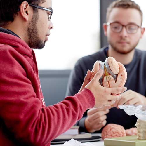 Linguistics students looking at model of human head