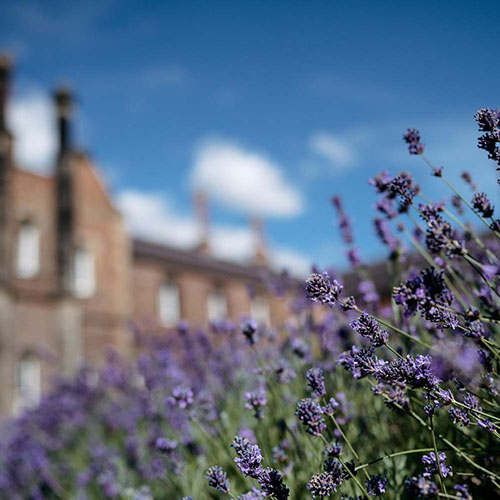 Lavender on campus