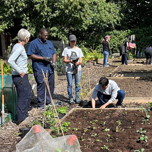 Group of people working on allotment