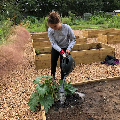 Woman in grey jumper watering a plant in an allotment