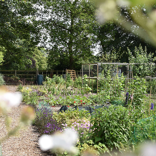 View of a plot at the York St John allotments, with foliage in the foreground