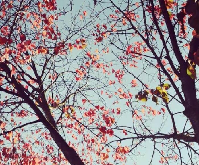 Autumnal leaves at York St John University